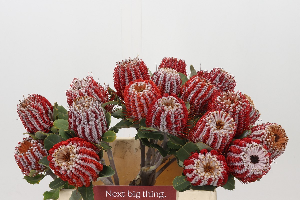 Banksia Coccinea 40cm