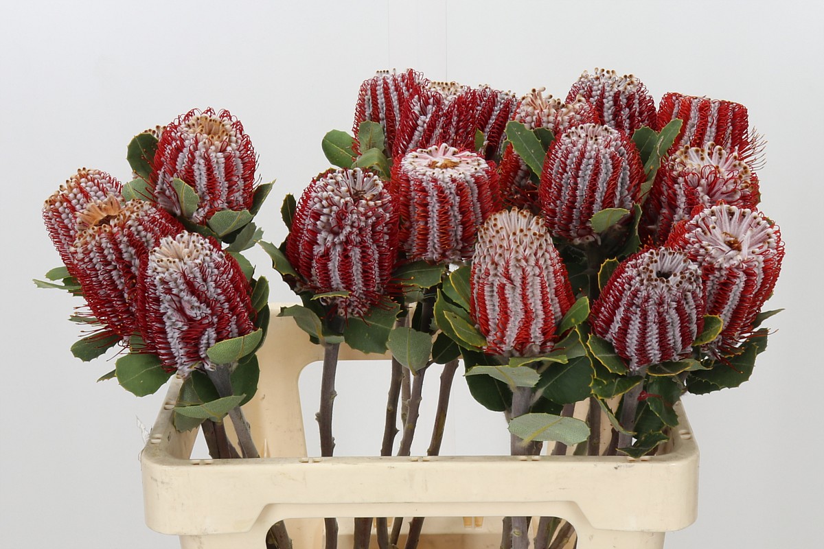 Banksia Coccinea 60cm