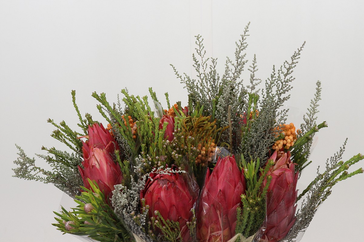Protea Bouquet Per Bunch 40cm