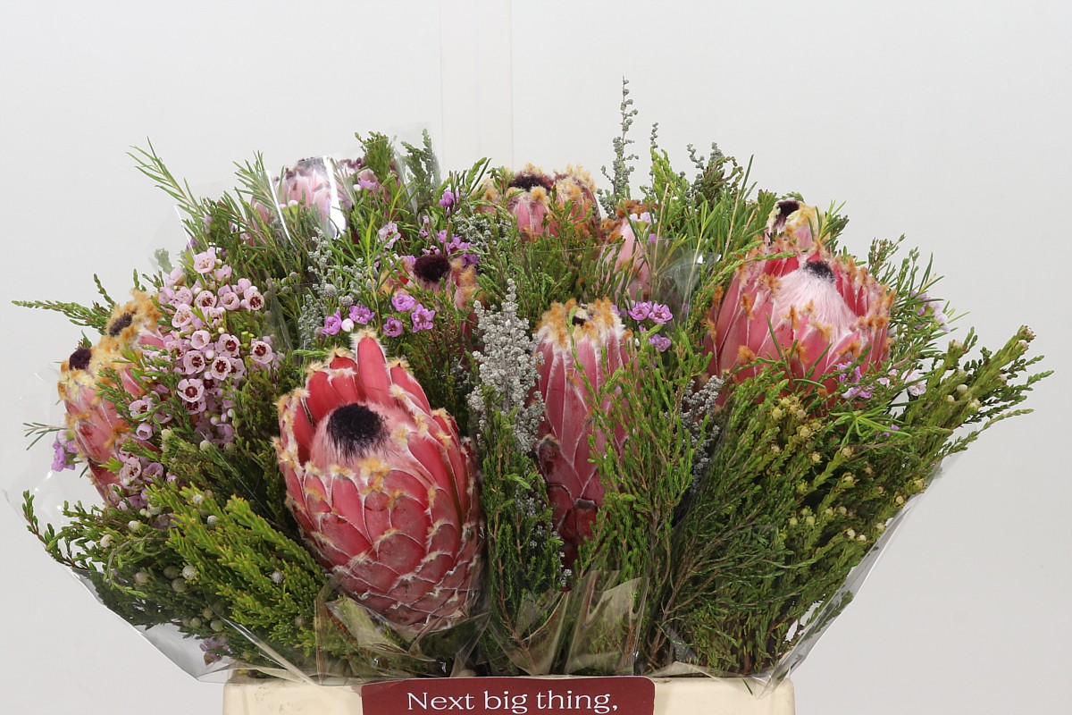 Protea Bouquet Per Bunch 40cm