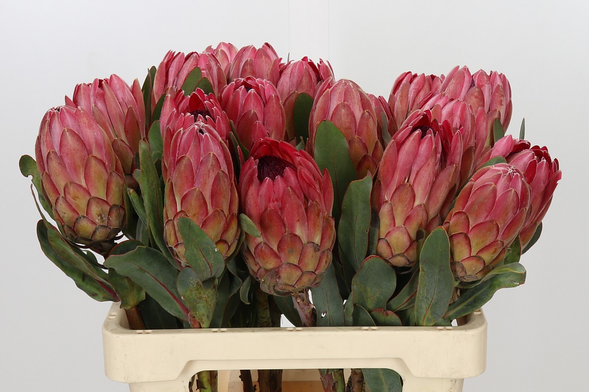 Protea Silvia 60cm