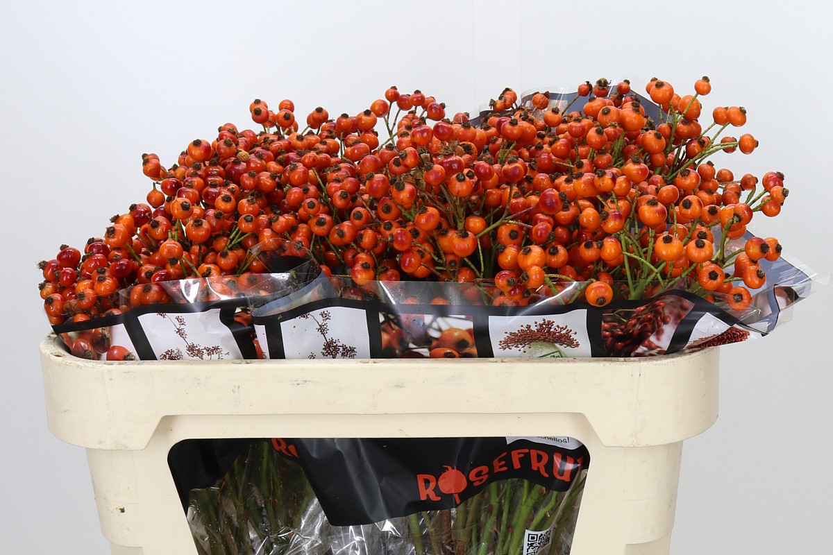 Rosa Hiphop Sunset 70cm 85gram