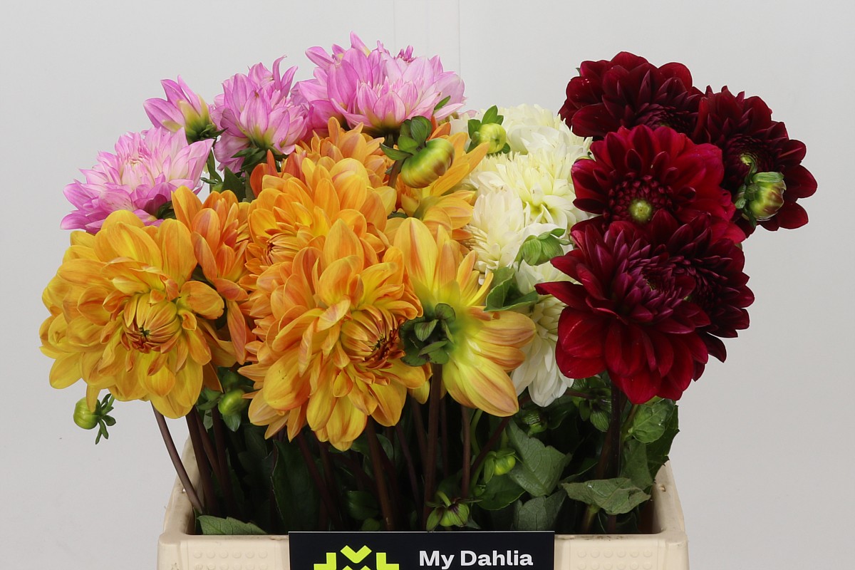 Dahlia Mixed In Bucket 40cm
