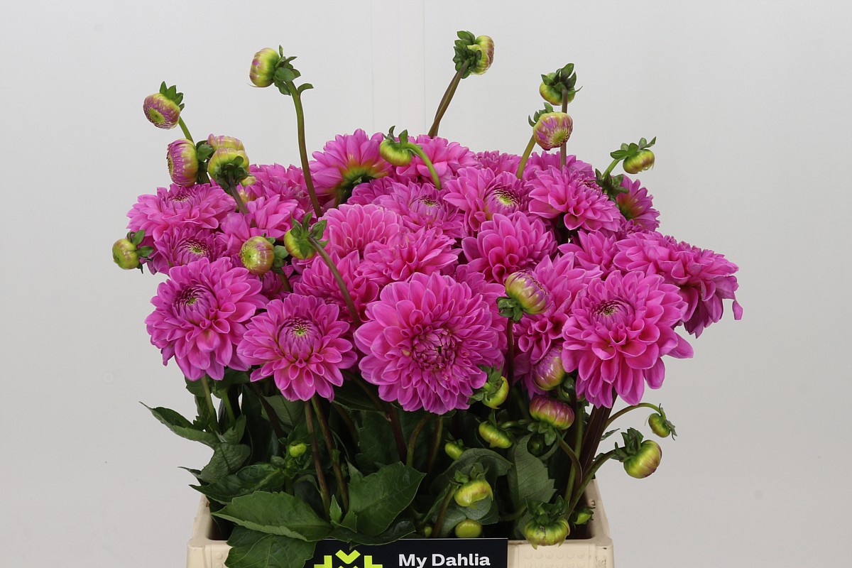 Dahlia Sandra 40cm