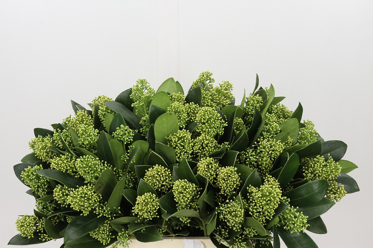 Skimmia Mag Finchy Bs 45cm