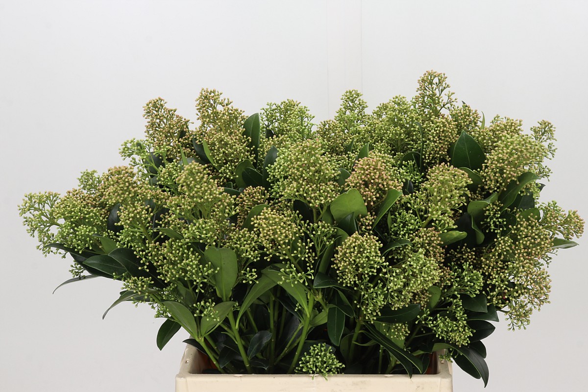 Skimmia Japonica Snow White Per Bunch 45cm