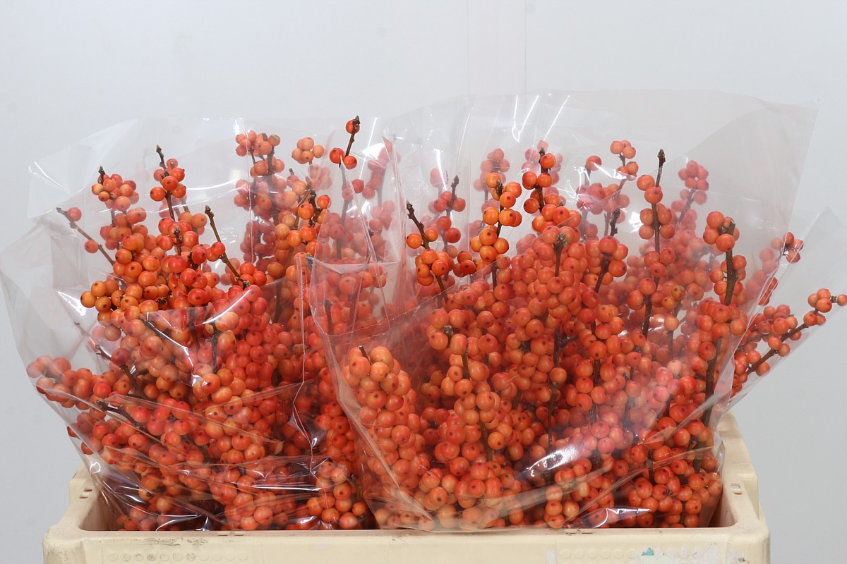 Ilex Winter Gold 50cm