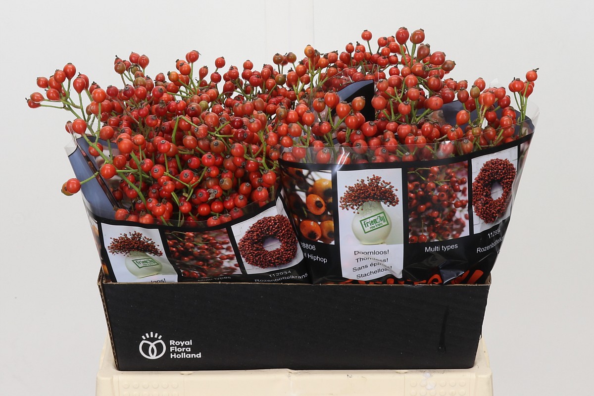 Rosa Aut Rosefruits 40cm