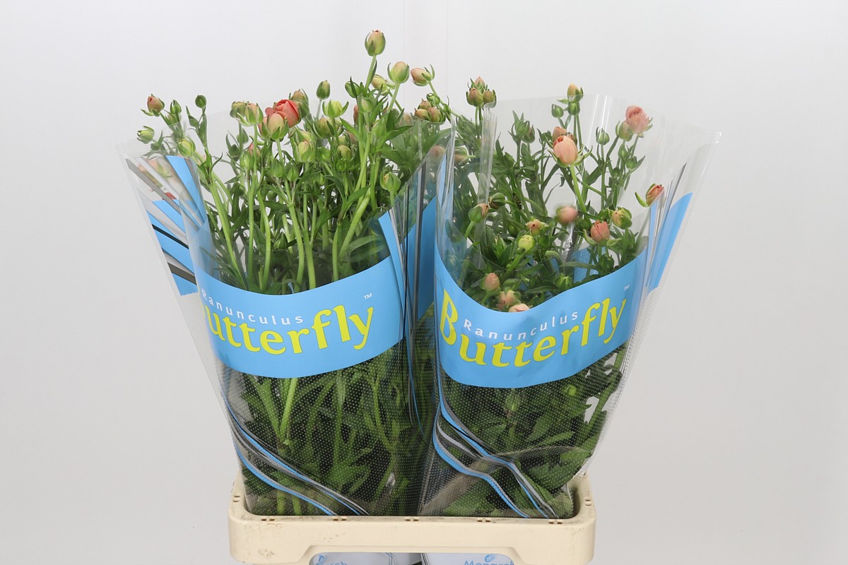 Ranunculus Butterfly Eris 70cm
