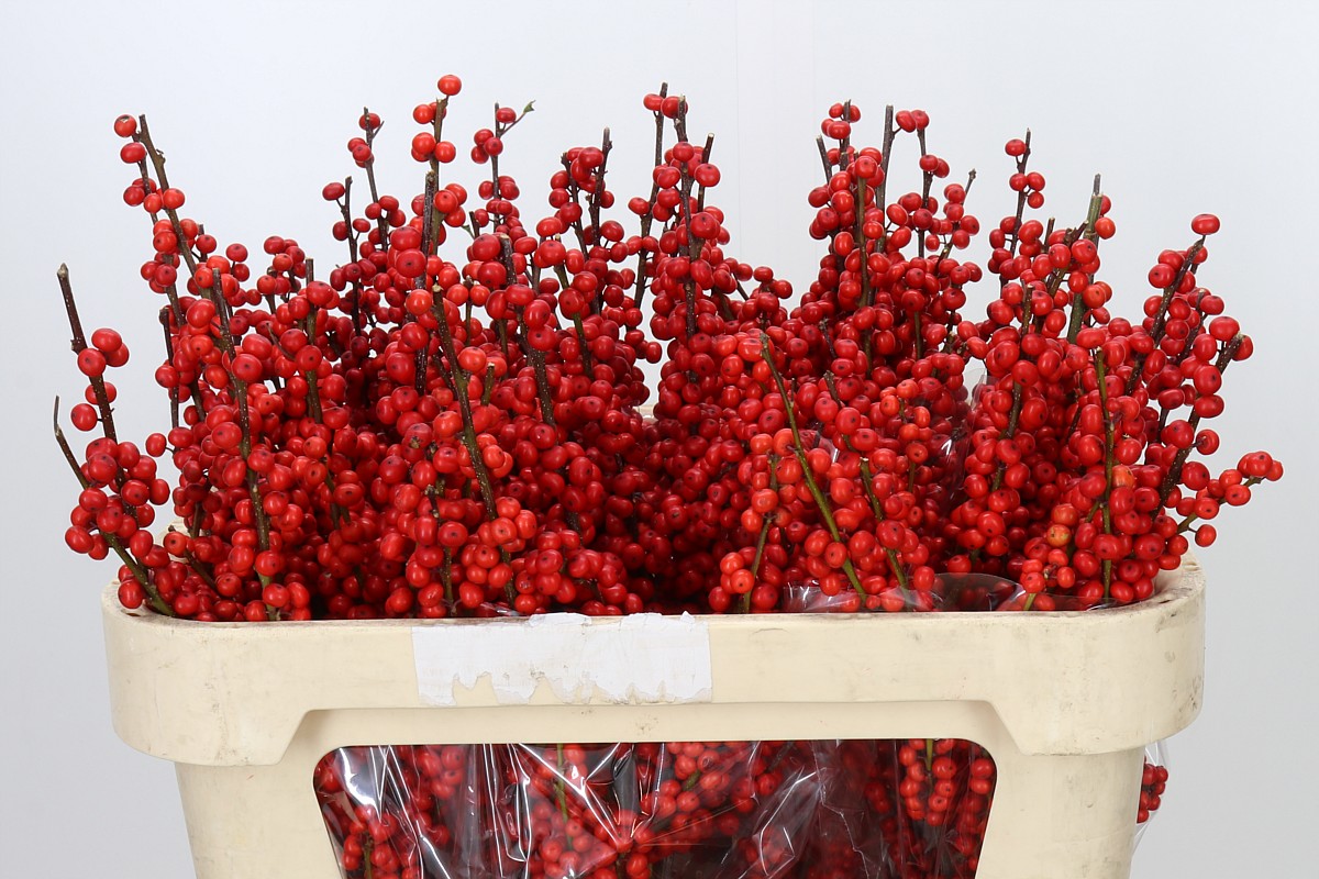 Ilex Verticlilata 70cm