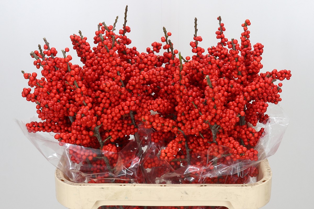 Ilex Bes Brit Buys 80cm