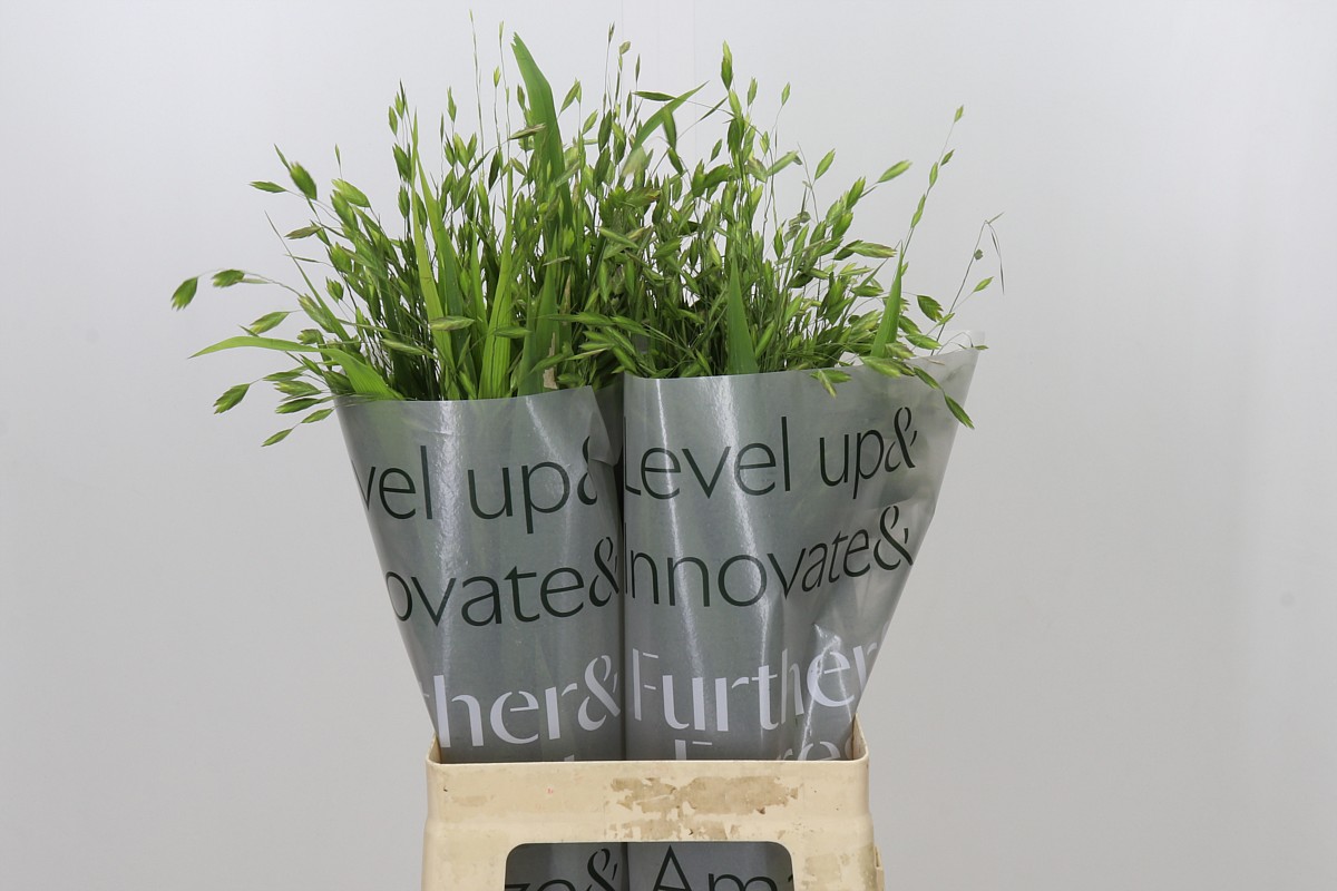 Chasmanthium Latifolium 60cm