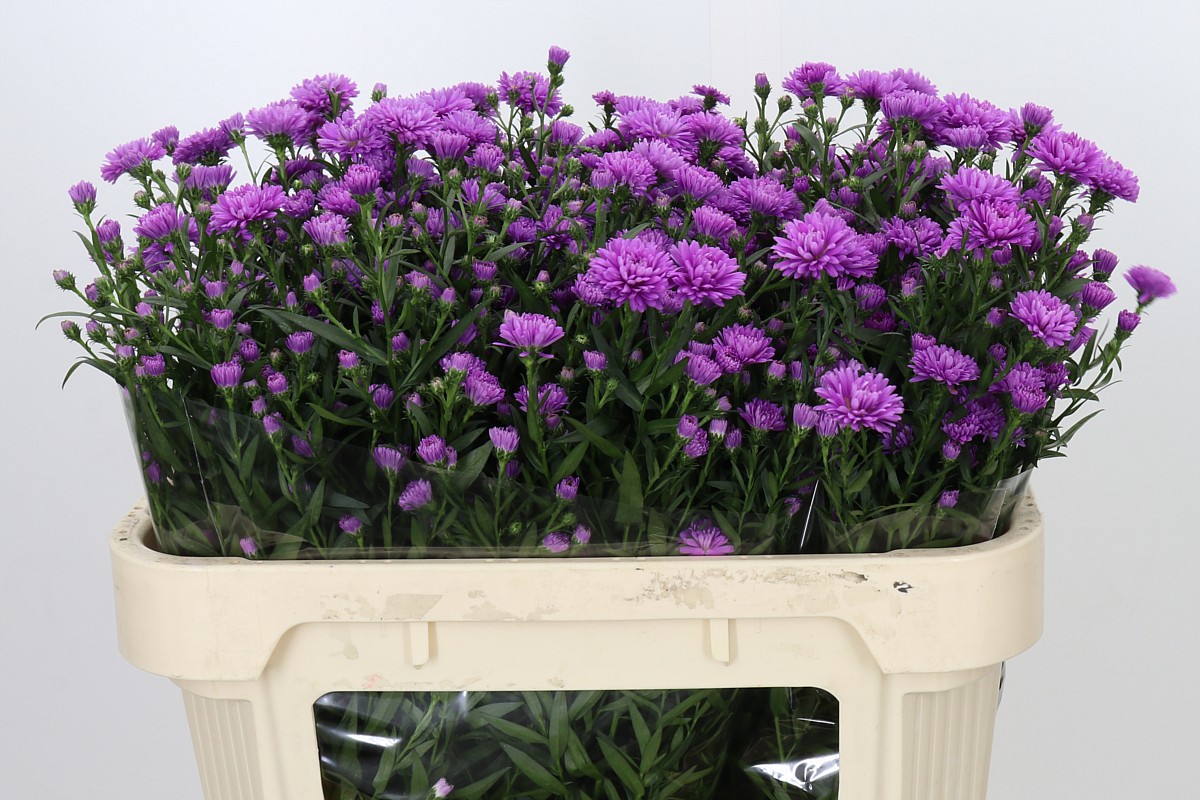 Aster Nb A Karmijn 70cm 15gram