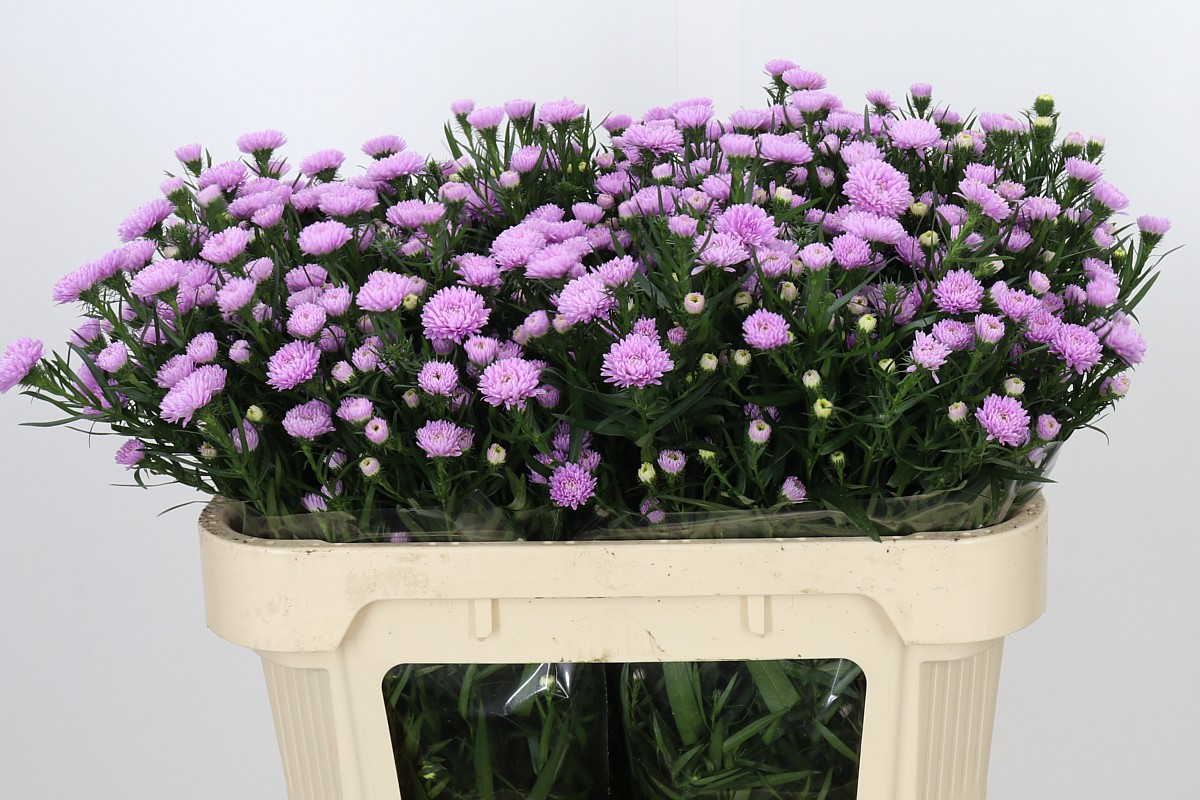 Aster Nb Astee P Pearl 70cm 15gram