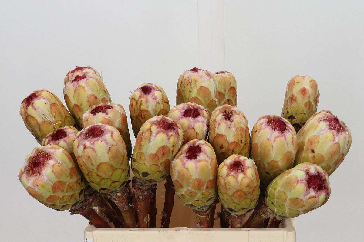 Protea Grandicolor 50cm