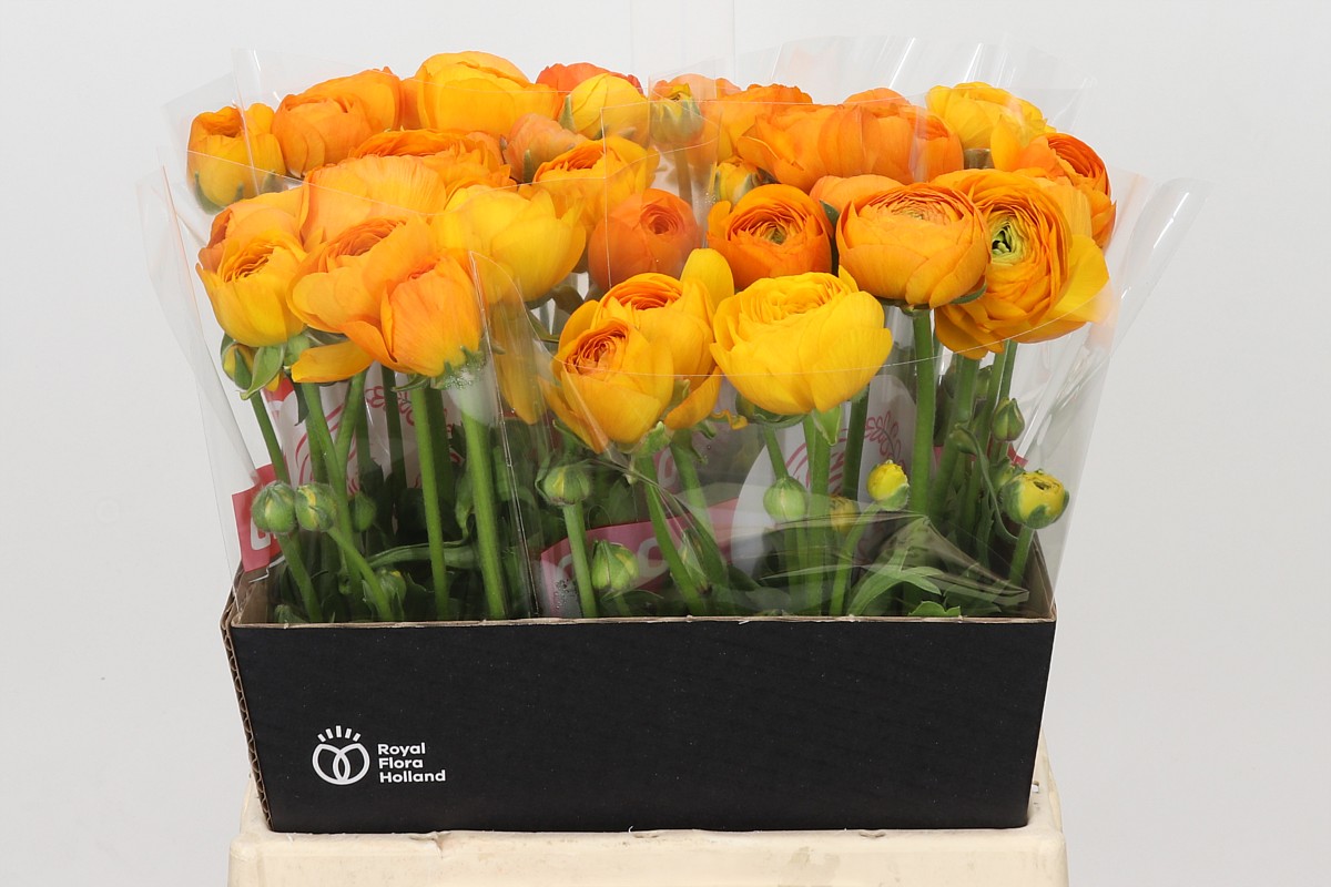 Ranunculus Elegance Orange 45cm