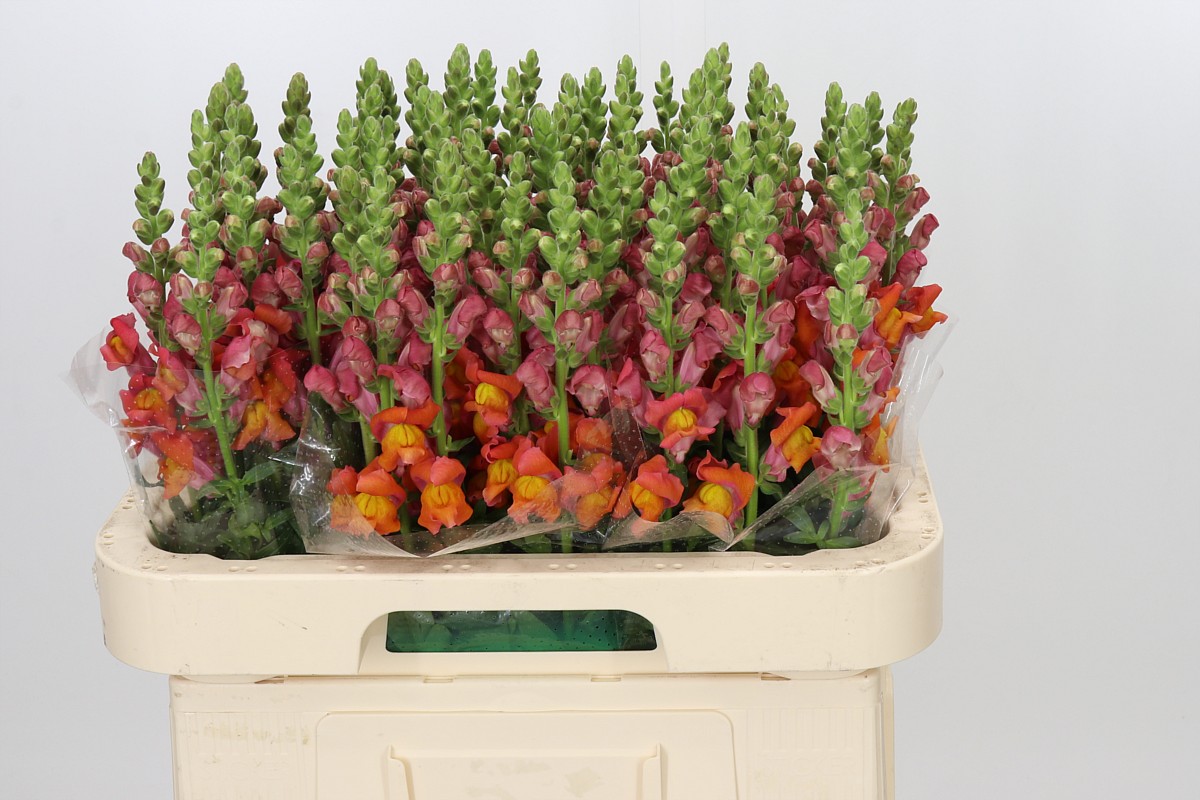Antirrhinum Antibes Orange 60cm