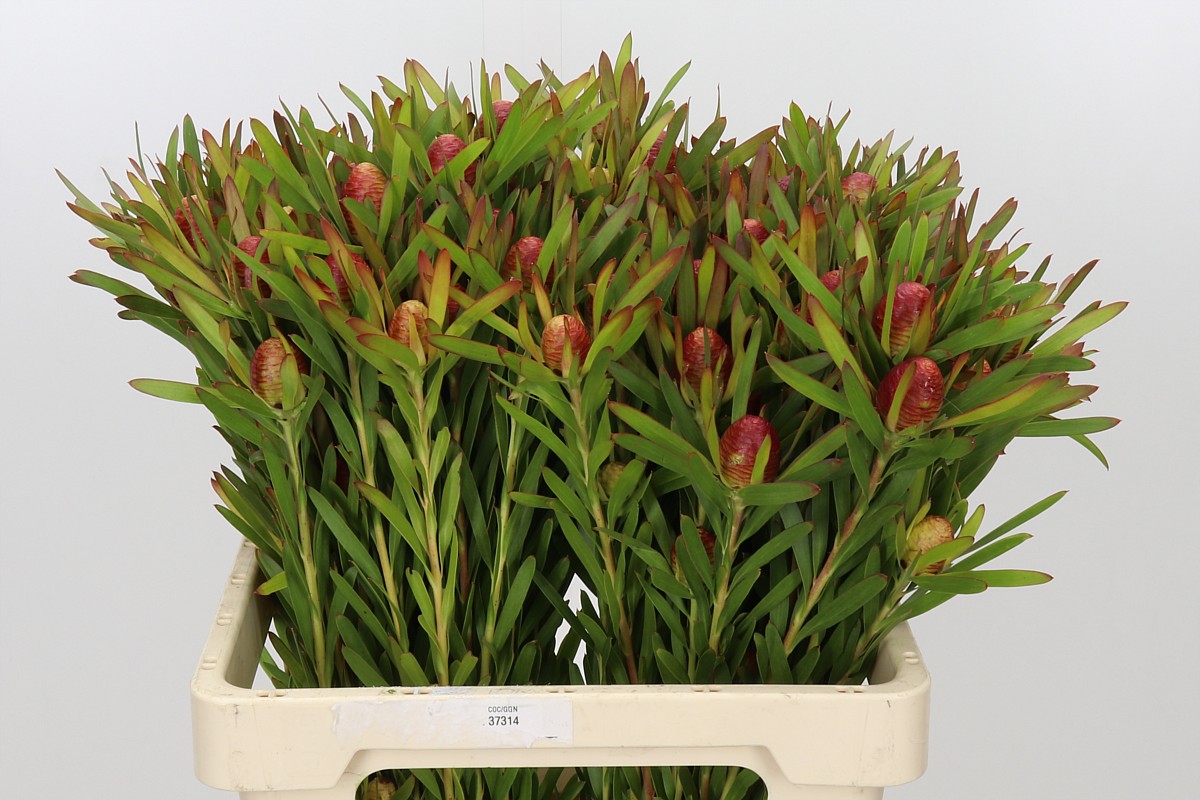 Leucad Ayoba Ch Pear 60cm