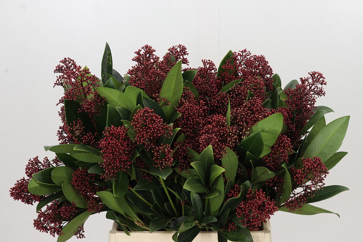 Skimmia Japonica Rubella 45cm