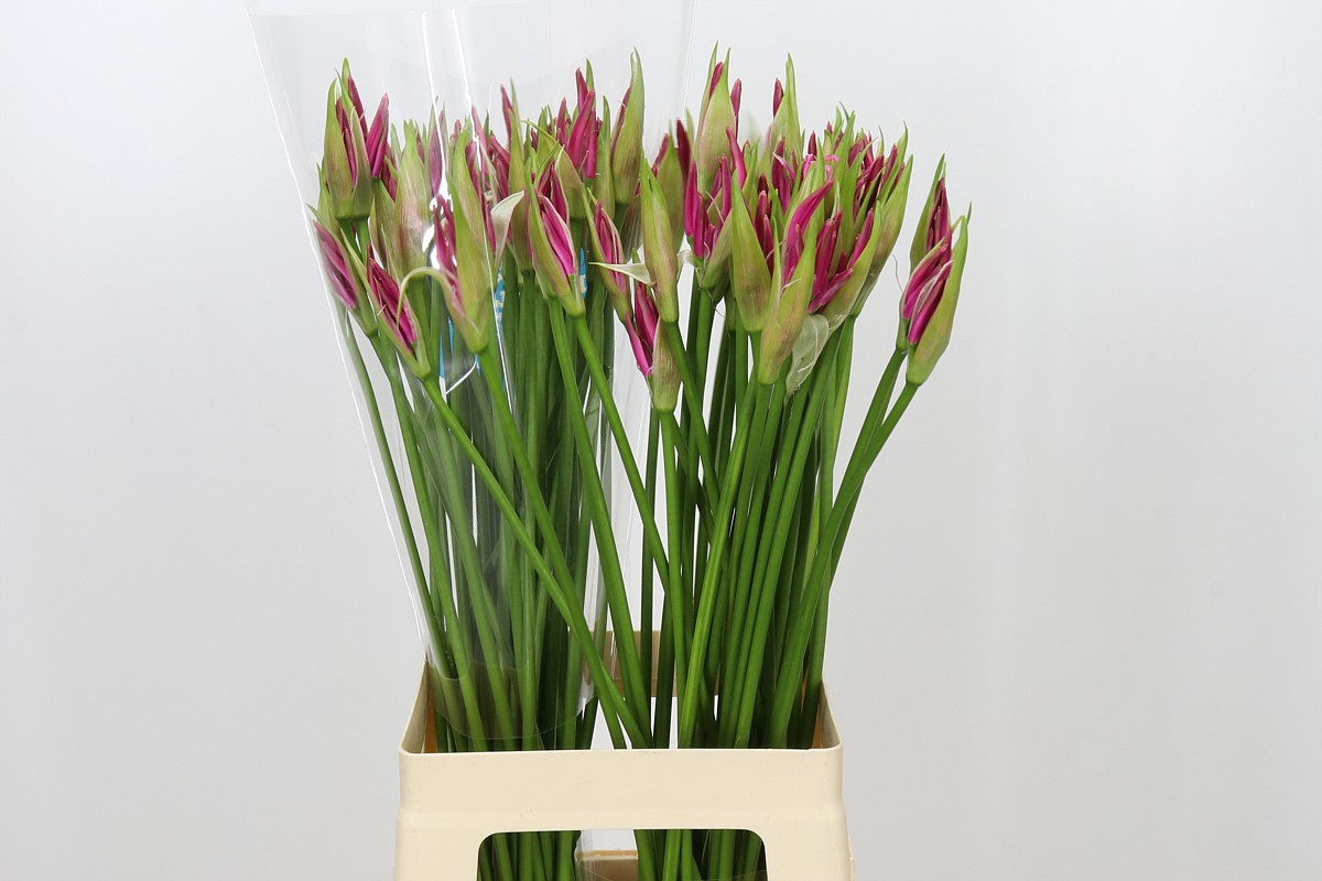 Nerine Favoriet 70cm