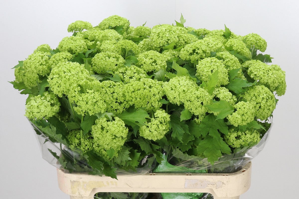 Viburnum Roseum 80cm 4