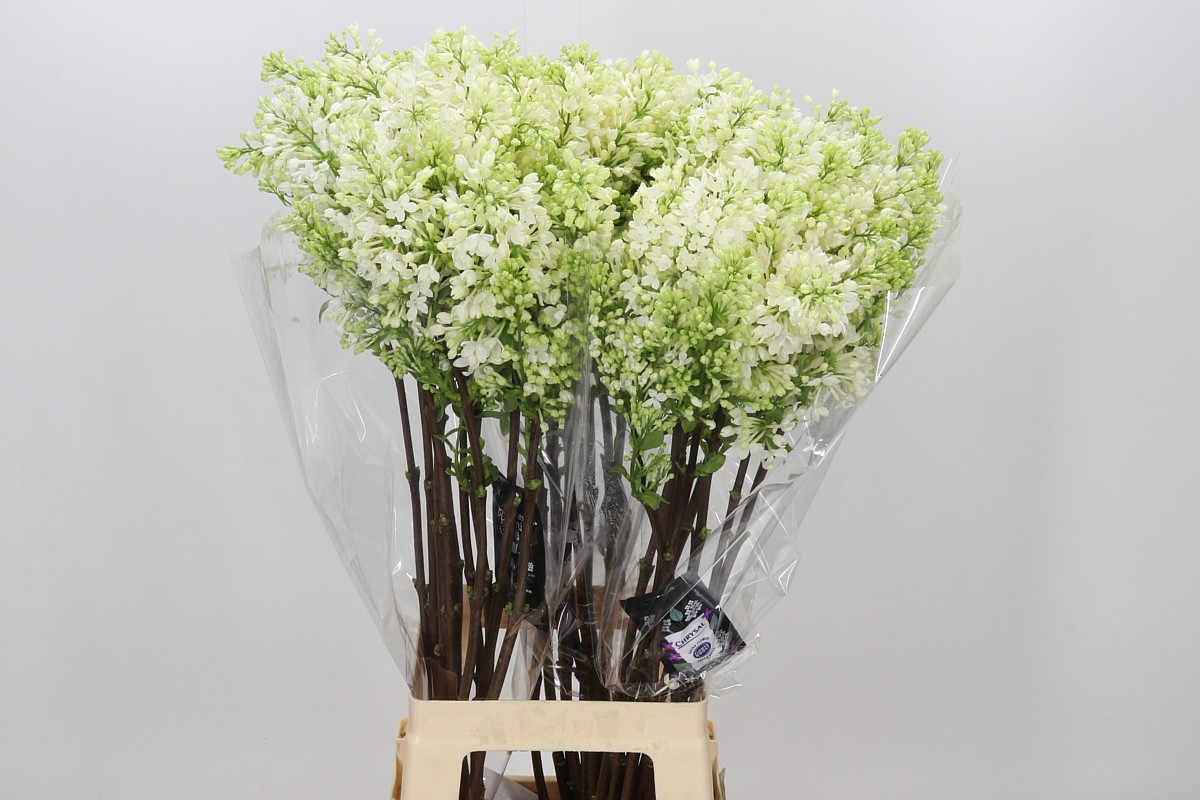 Syringa Engler Weiss 80cm