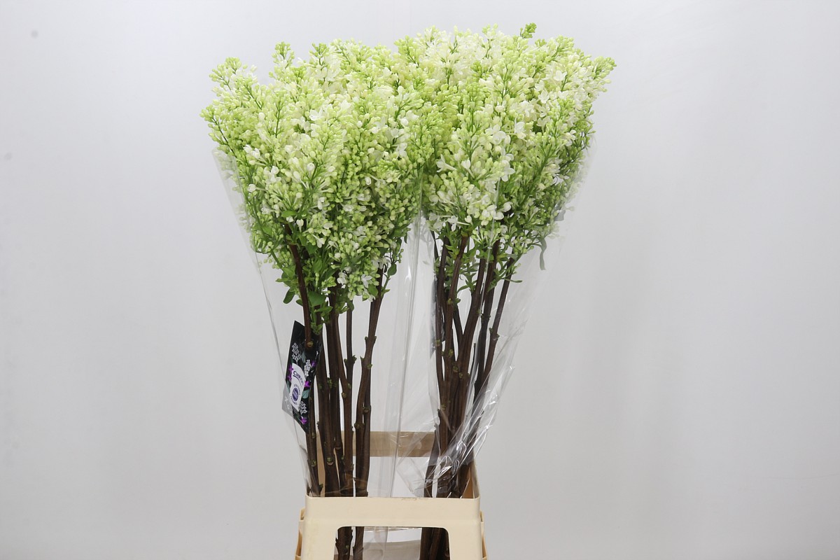 Syringa Engler Weiss 90cm