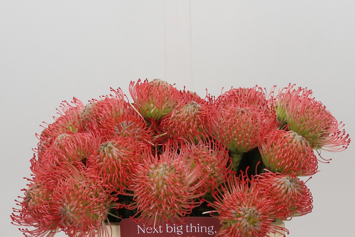 Leuco Ayoba Pink 35cm