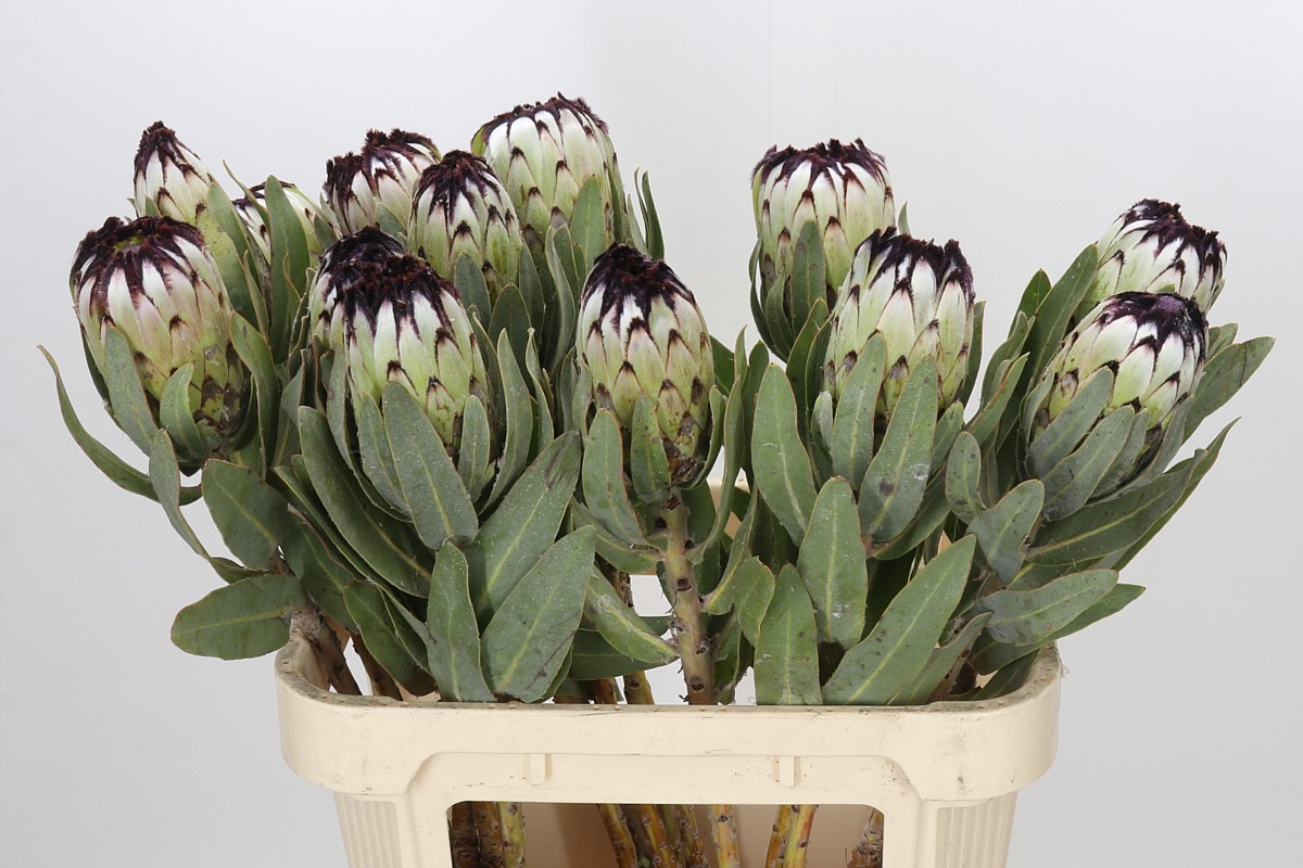Protea Barb Niobe 80cm