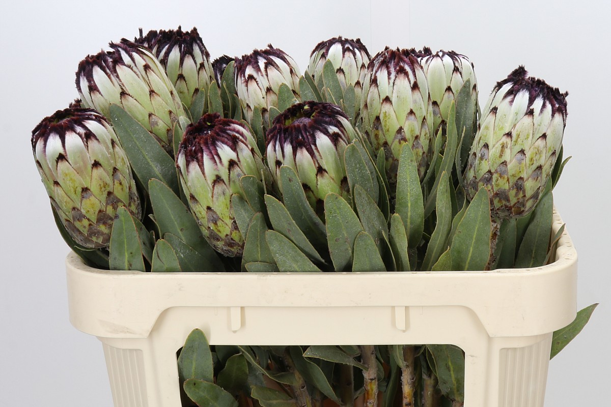 Protea Barb Niobe 70cm