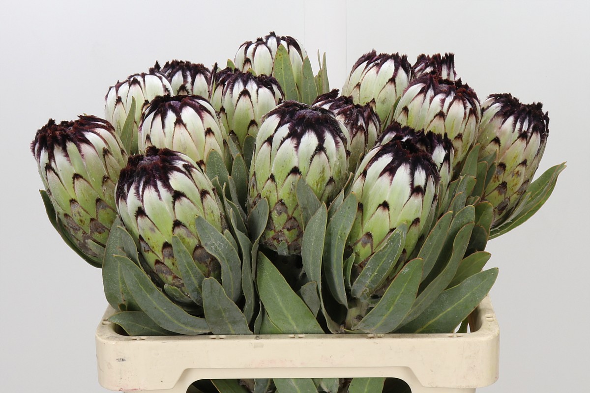 Protea Barb Niobe 60cm