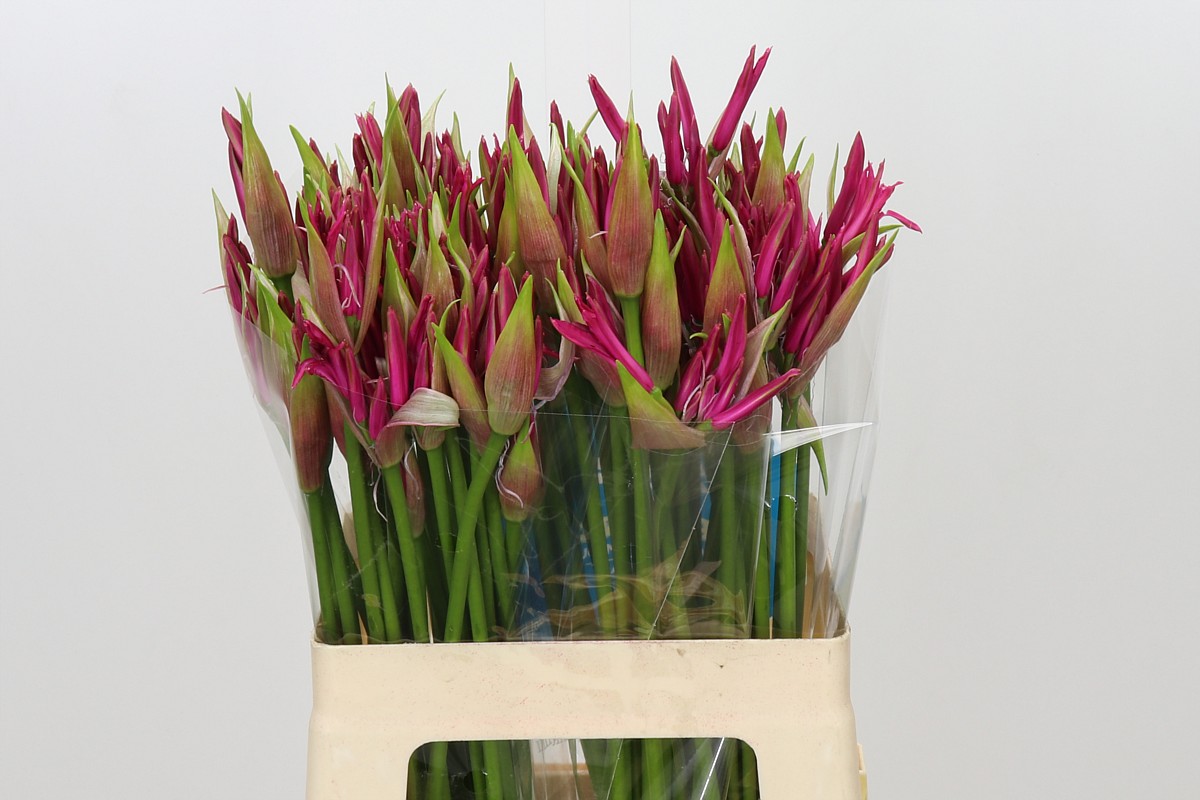 Nerine Favoriet 60cm