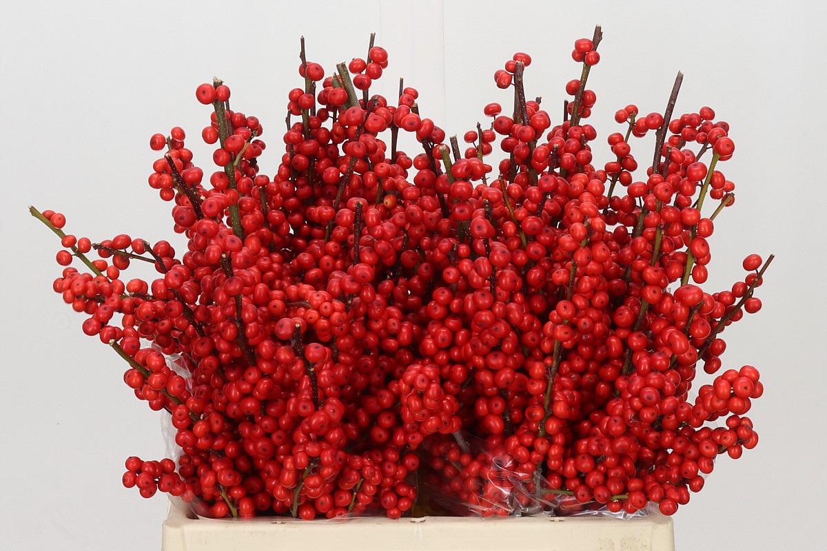 Ilex Verticlilata 40cm