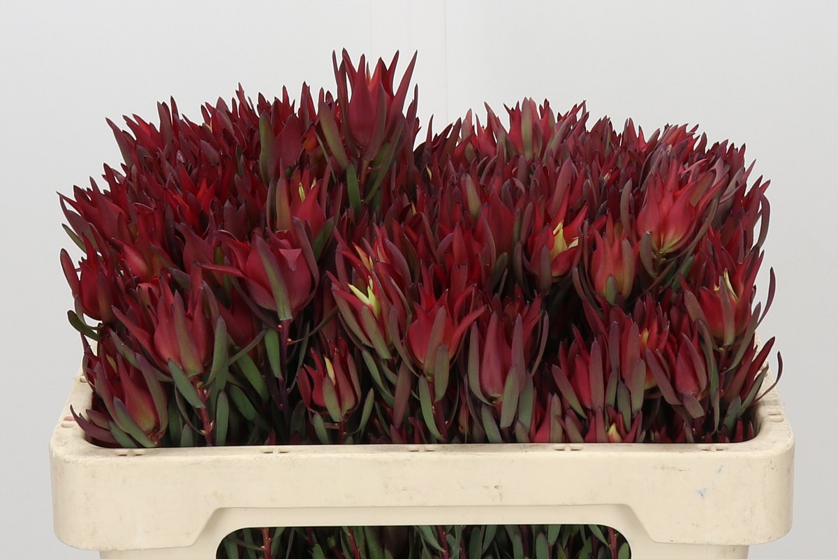 Leucadendron Sal Blush 50cm