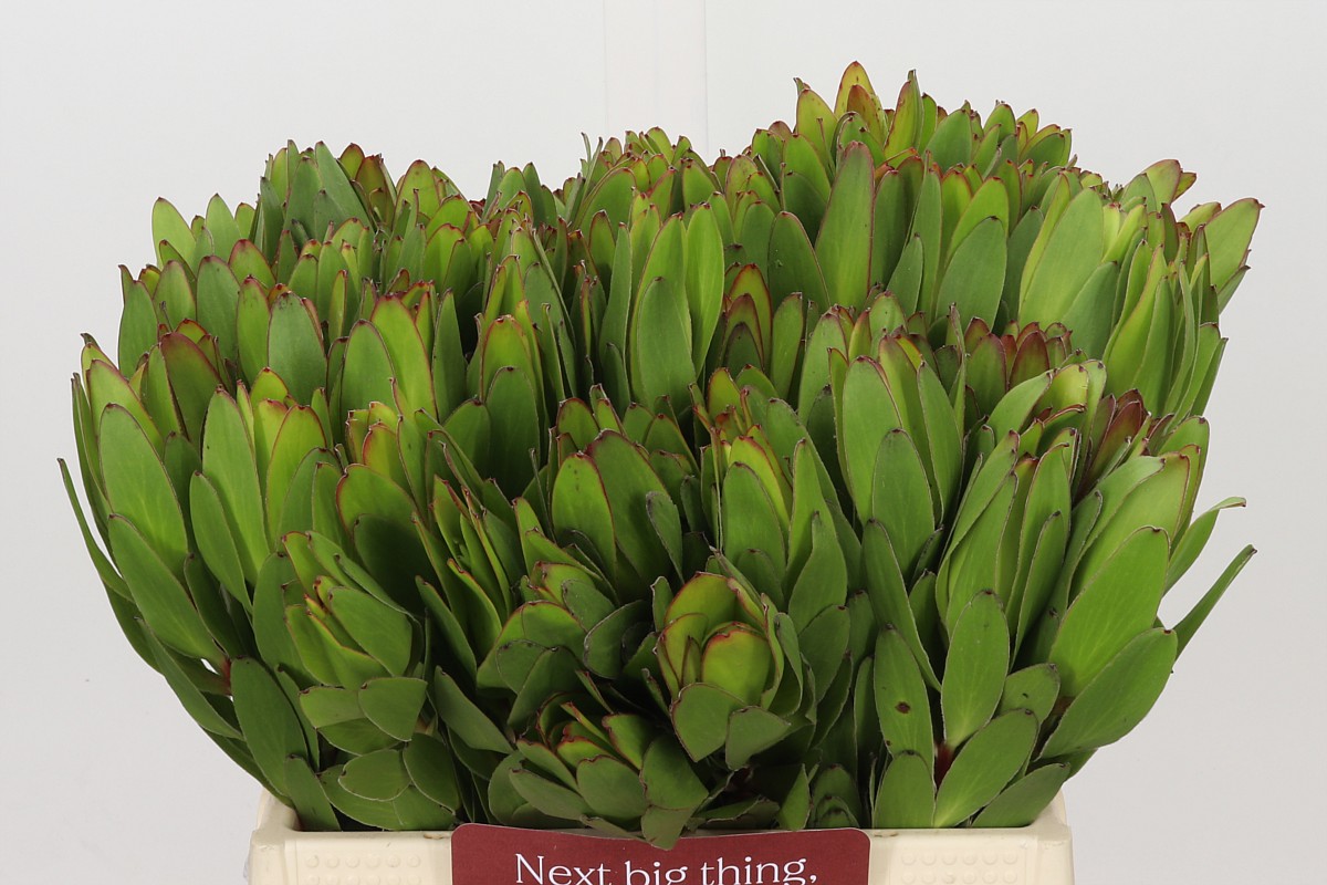 Leucadendron Goldstrike 40cm