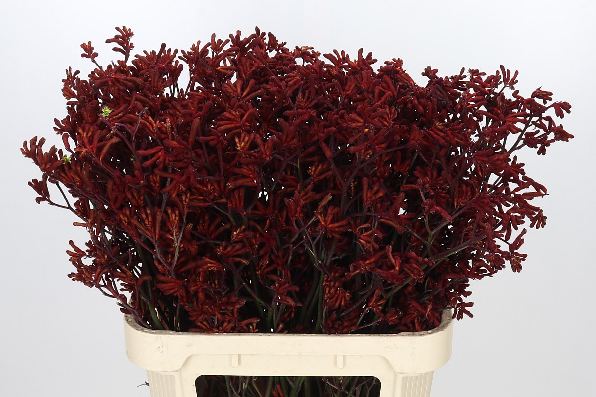 Anigozanthos Red Velvet 80cm
