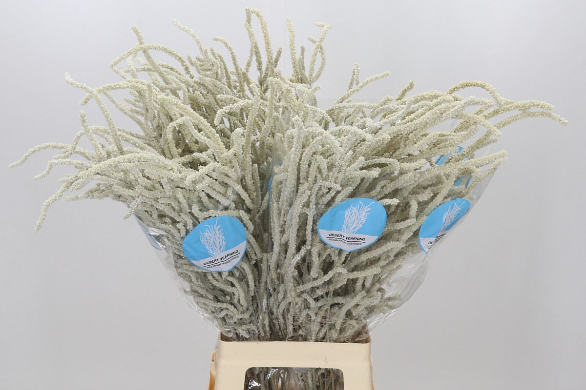 Amaranthus Yearming Desert 80cm
