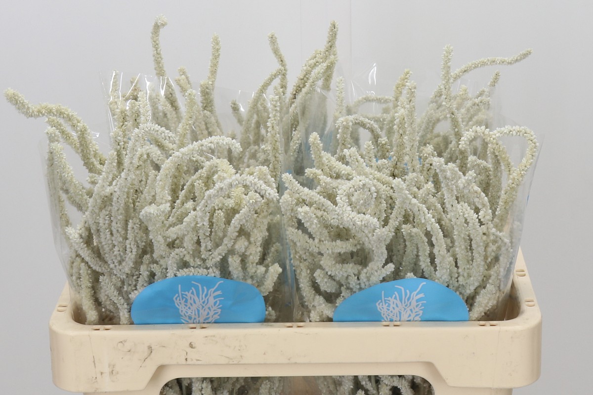 Amaranthus Yearming Desert 50cm