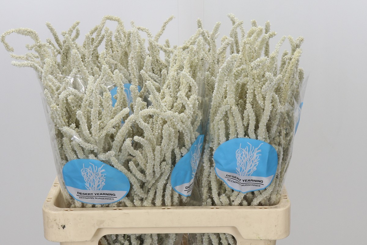 Amaranthus Yearming Desert 60cm