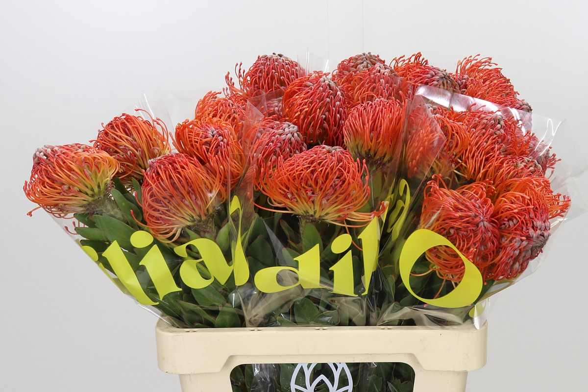 Leuco Crimson 60cm