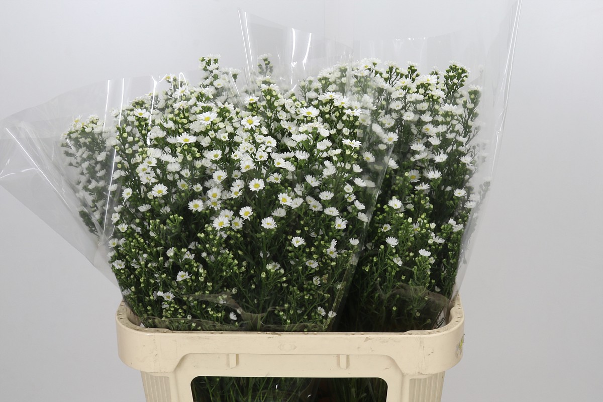 Aster Paquita 80cm 40gram
