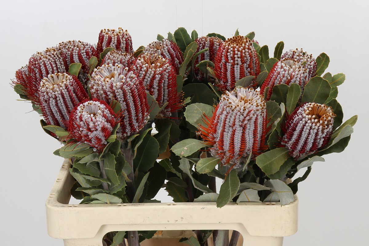 Banksia Coccinea 60cm