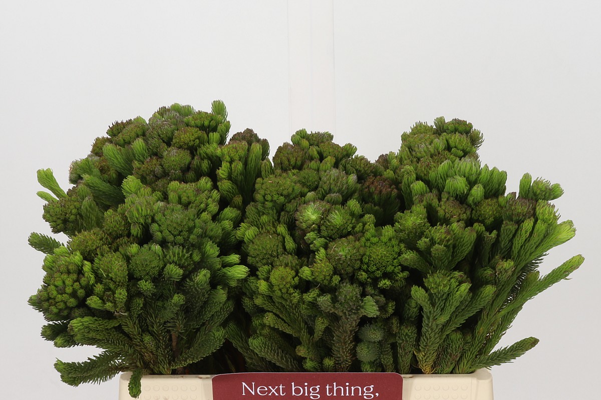 Brunia Albiflora Bunch 40cm
