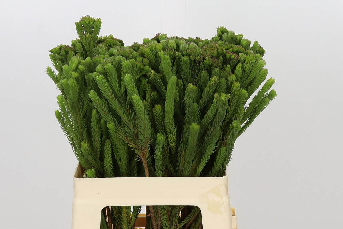 Brunia Albiflora Bunch 60cm