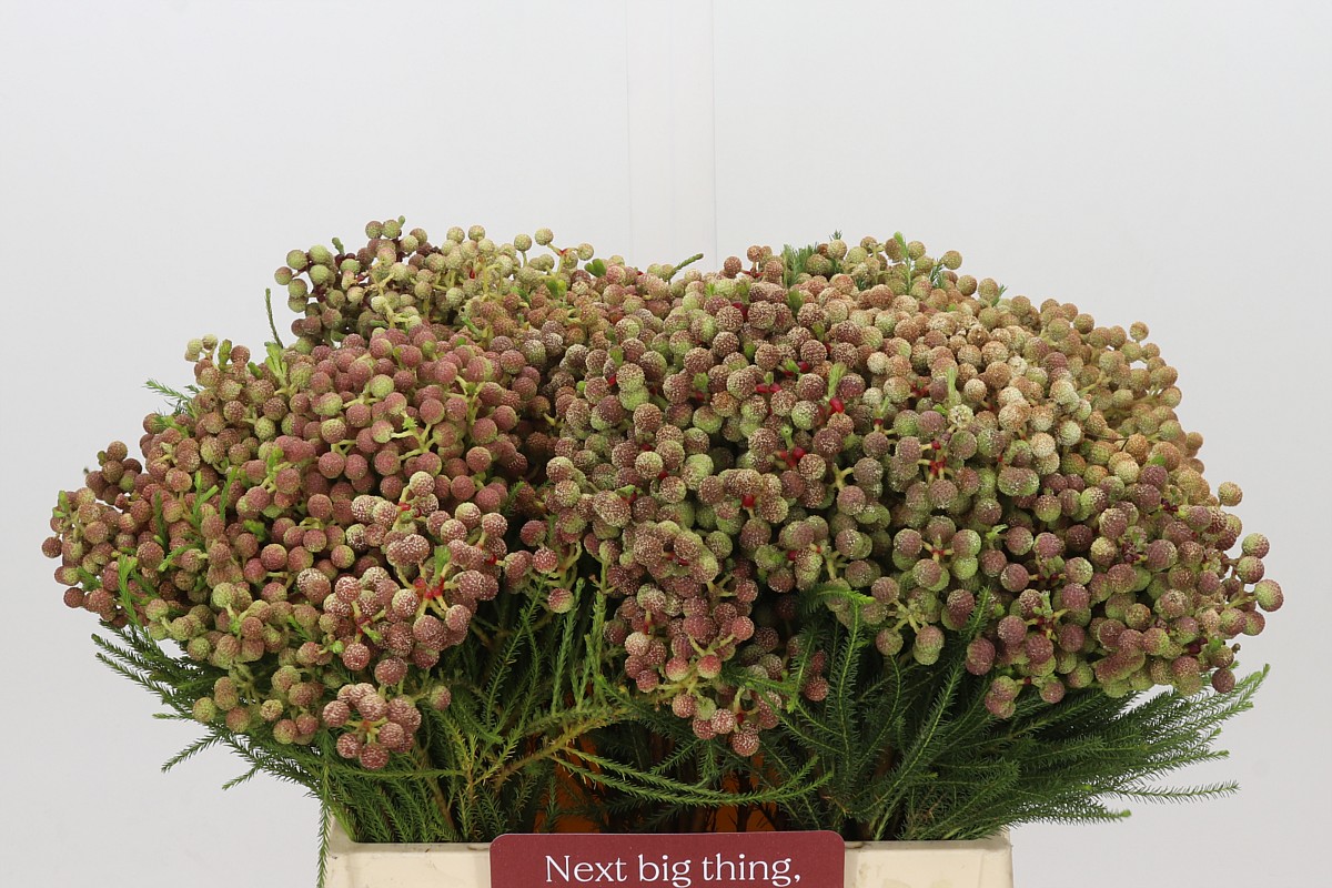 Berzelia Lanuginosa Bunch 40cm