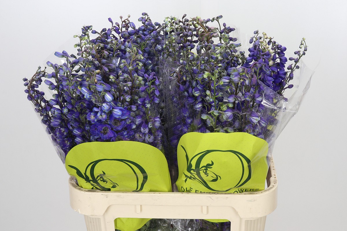 Delphinium Black Knigh 80cm