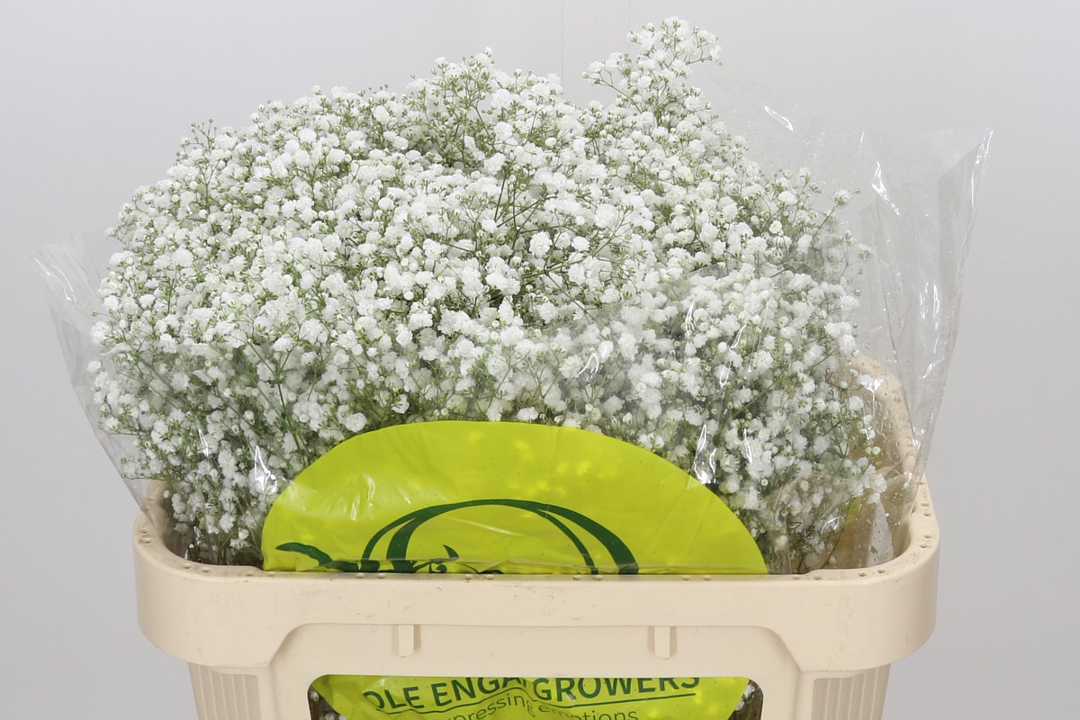 Gypsophila Xlence White 70cm 25gram