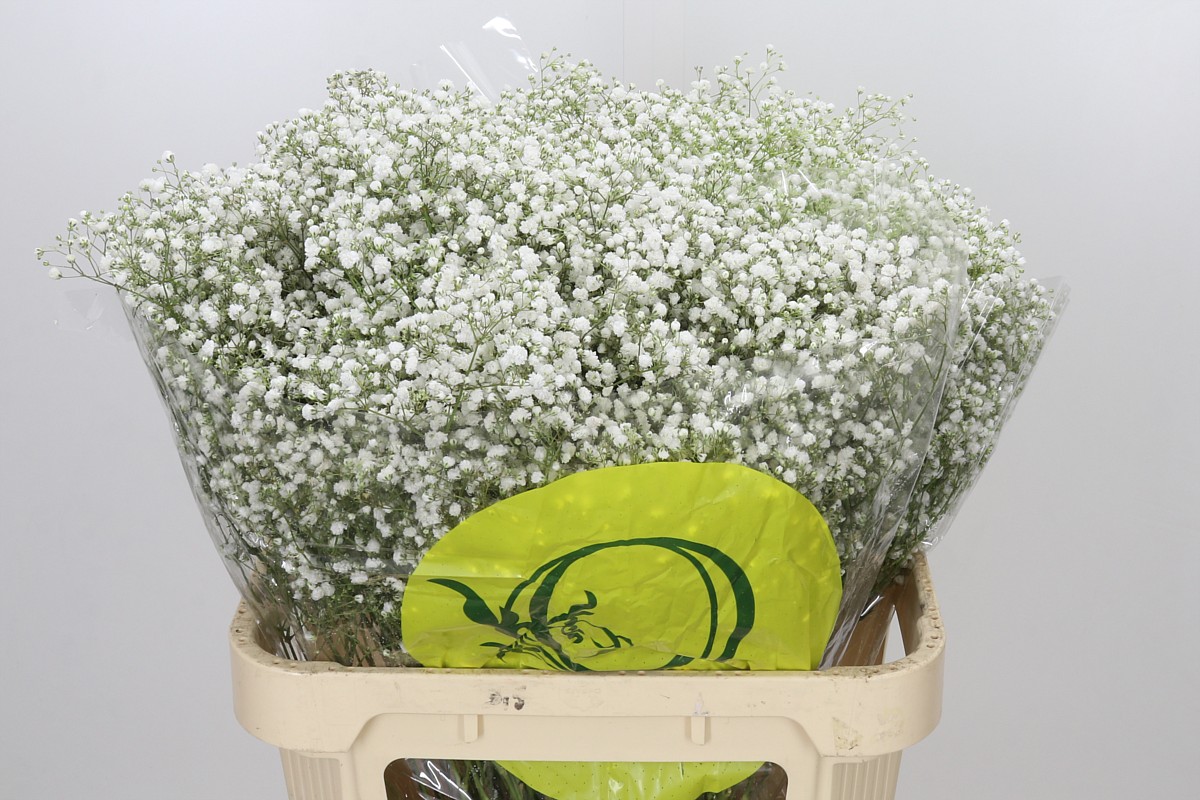Gypsophila Xlence White 80cm 50gram