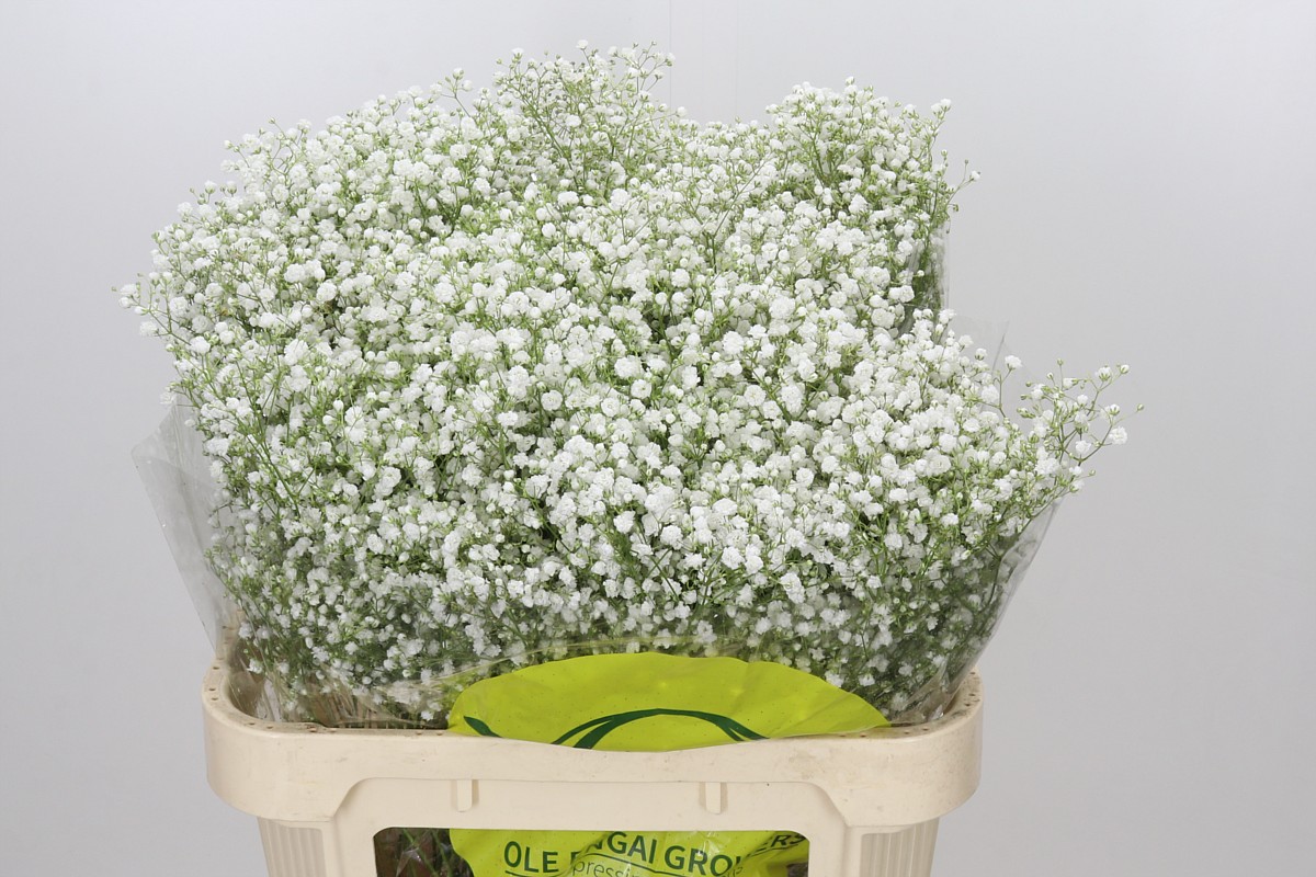 Gypsophila Xlence White 80cm 40gram