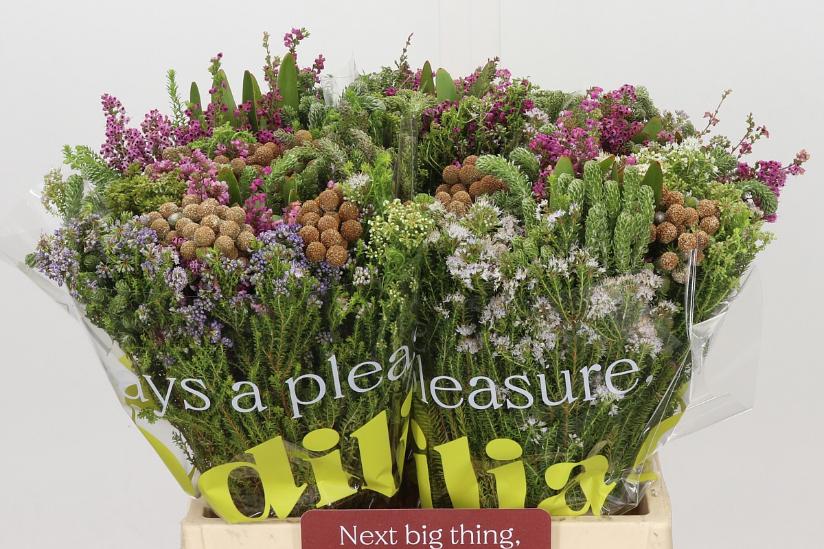Protea Bouquet Per Bunch 40cm